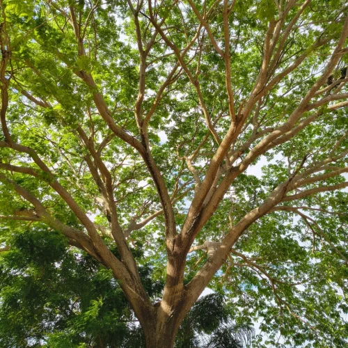 jr dubon tree health1