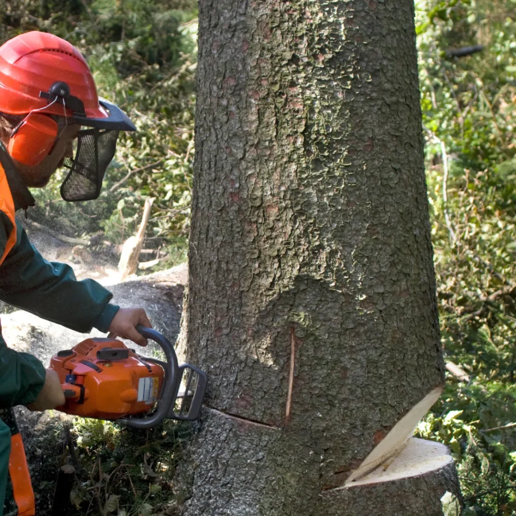 jr dubon tree removal2